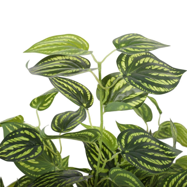 Bright Mixed Philodendron Plant 70cm Deals499