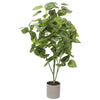 Bright Mixed Philodendron Plant 70cm Deals499