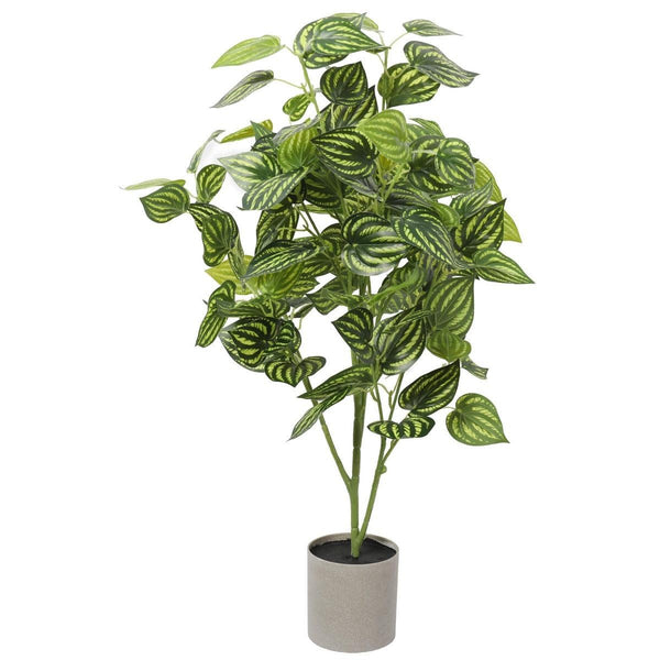 Bright Mixed Philodendron Plant 70cm Deals499