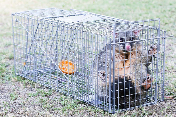 Trap Humane Possum Cage Live Animal Safe Catch Rabbit Cat Hare Fox Bird Deals499