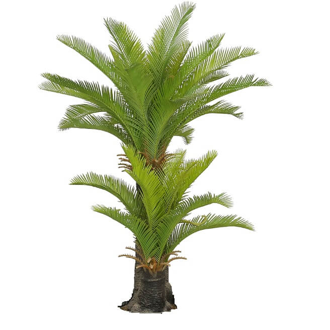 No Pot Multi Trunk Sago Cycad 130cm Deals499