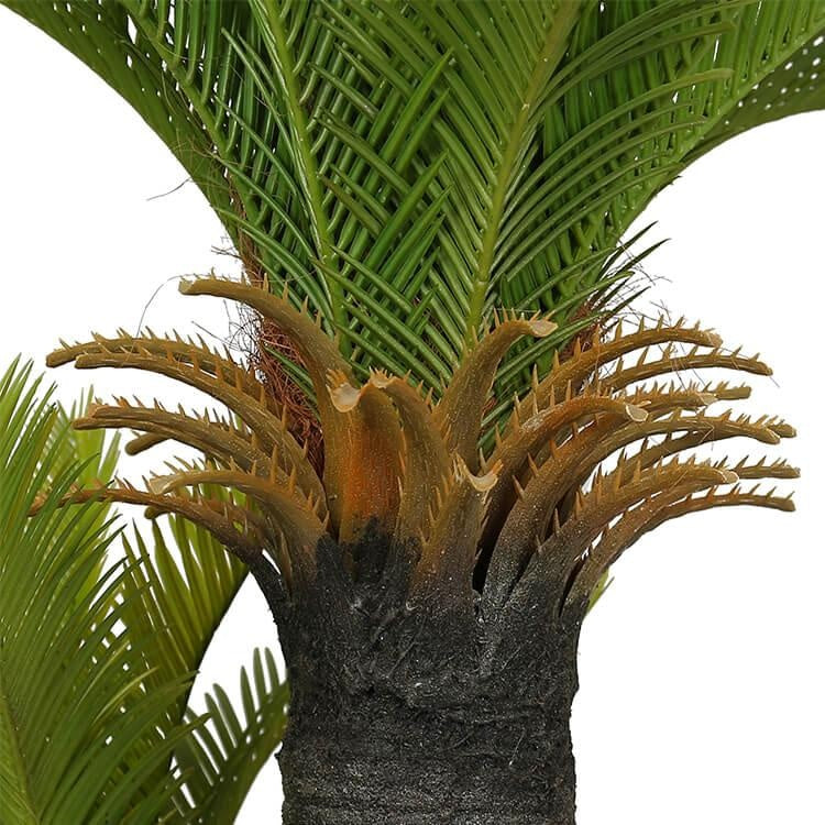 No Pot Multi Trunk Sago Cycad 130cm Deals499