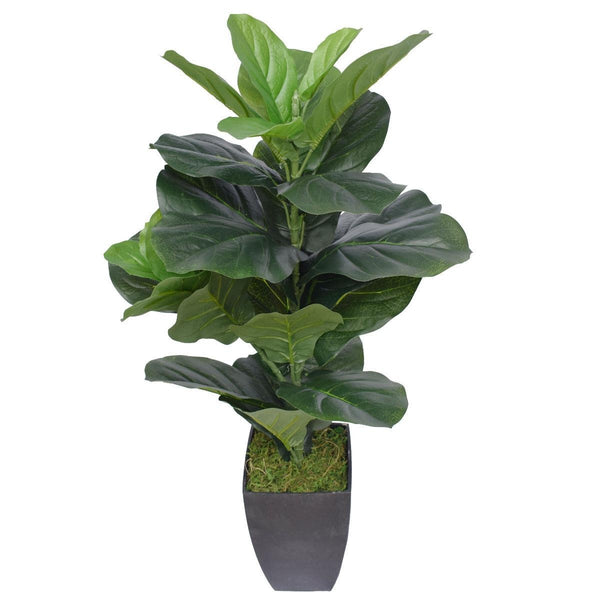 Dense Fiddle Leaf Fig Tree 70cm Deals499