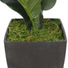 Dense Fiddle Leaf Fig Tree 70cm Deals499