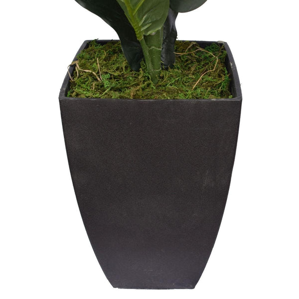 Dense Fiddle Leaf Fig Tree 70cm Deals499