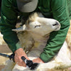 Sheep Shears Electric Clippers Shearing Farm Goat Alpaca livestock wool carding Deals499