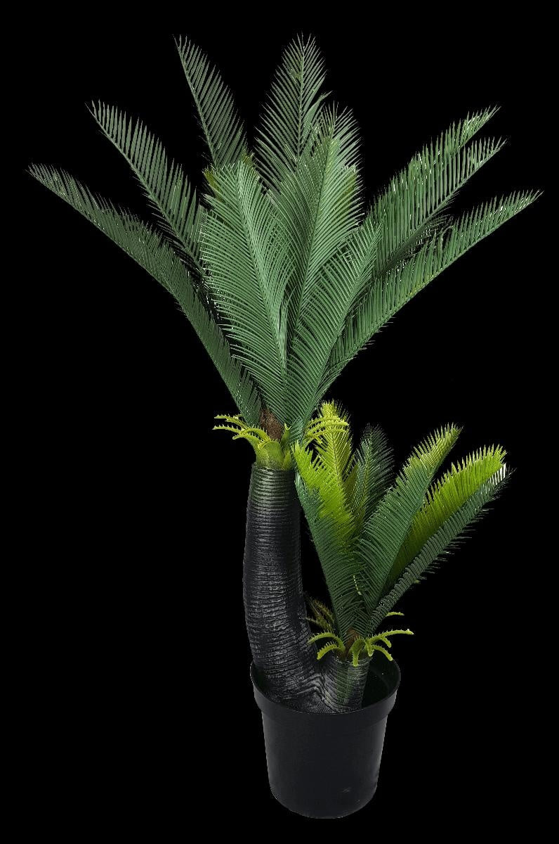 Multi Trunk Sago Cycad 130cm Deals499