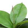 Artificial Potted Rubber Plant 55cm Deals499