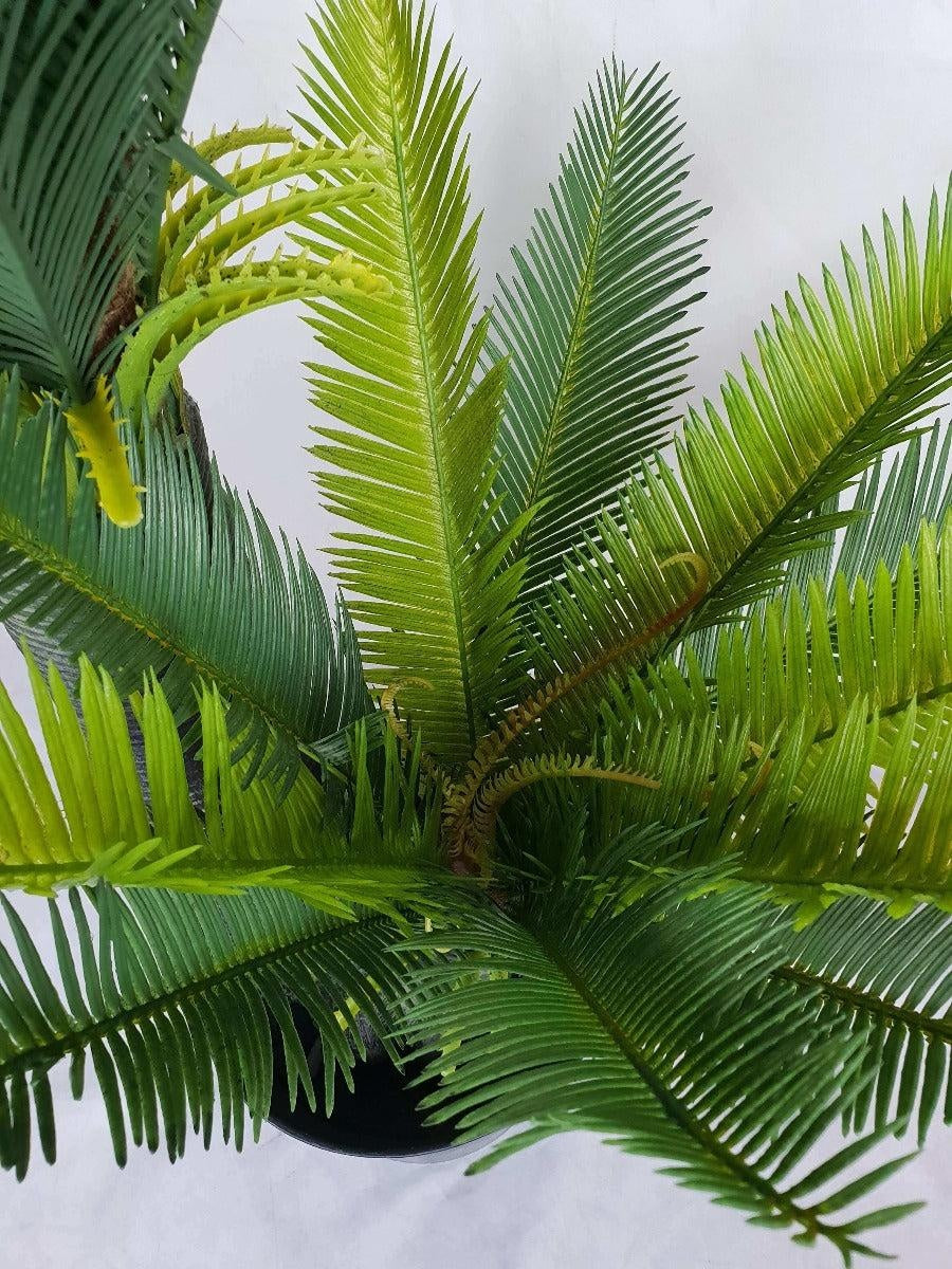 Multi Trunk Sago Cycad 130cm Deals499