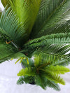 Multi Trunk Sago Cycad 130cm Deals499