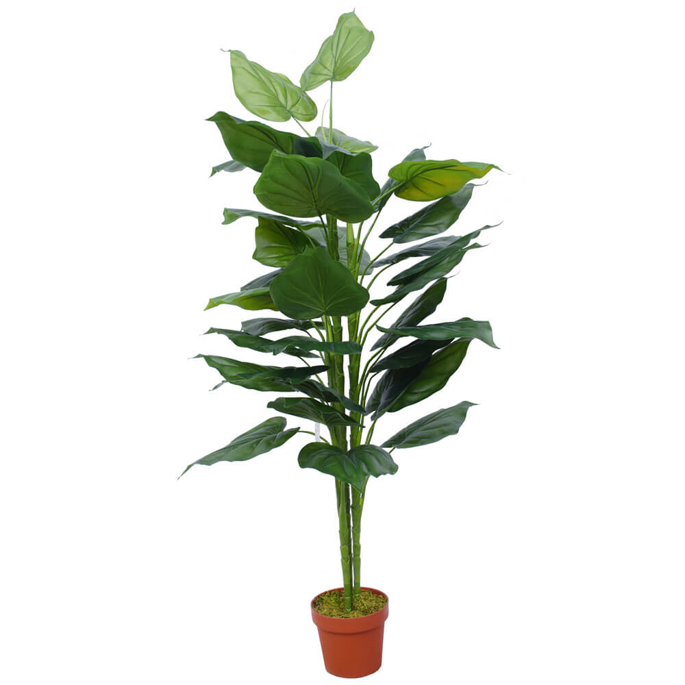 Taro Plant 150cm Deals499