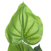 Taro Plant 150cm Deals499